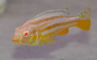 /album/fotogaleria/auratus-albin-jpg/